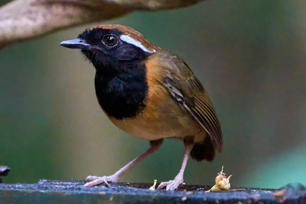 Black-breasted Gnateater - ML628846774