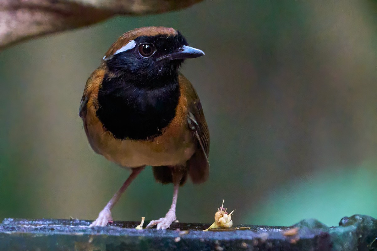 Black-breasted Gnateater - ML628846775