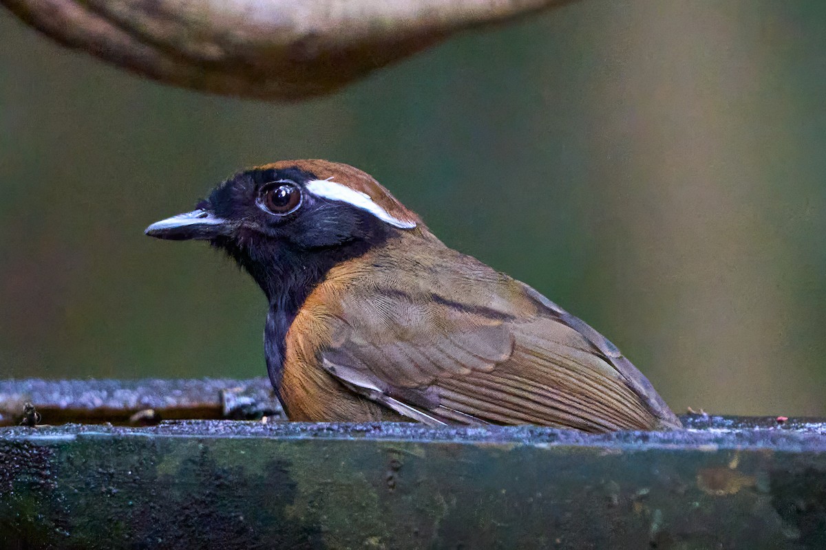 Black-breasted Gnateater - ML628846776