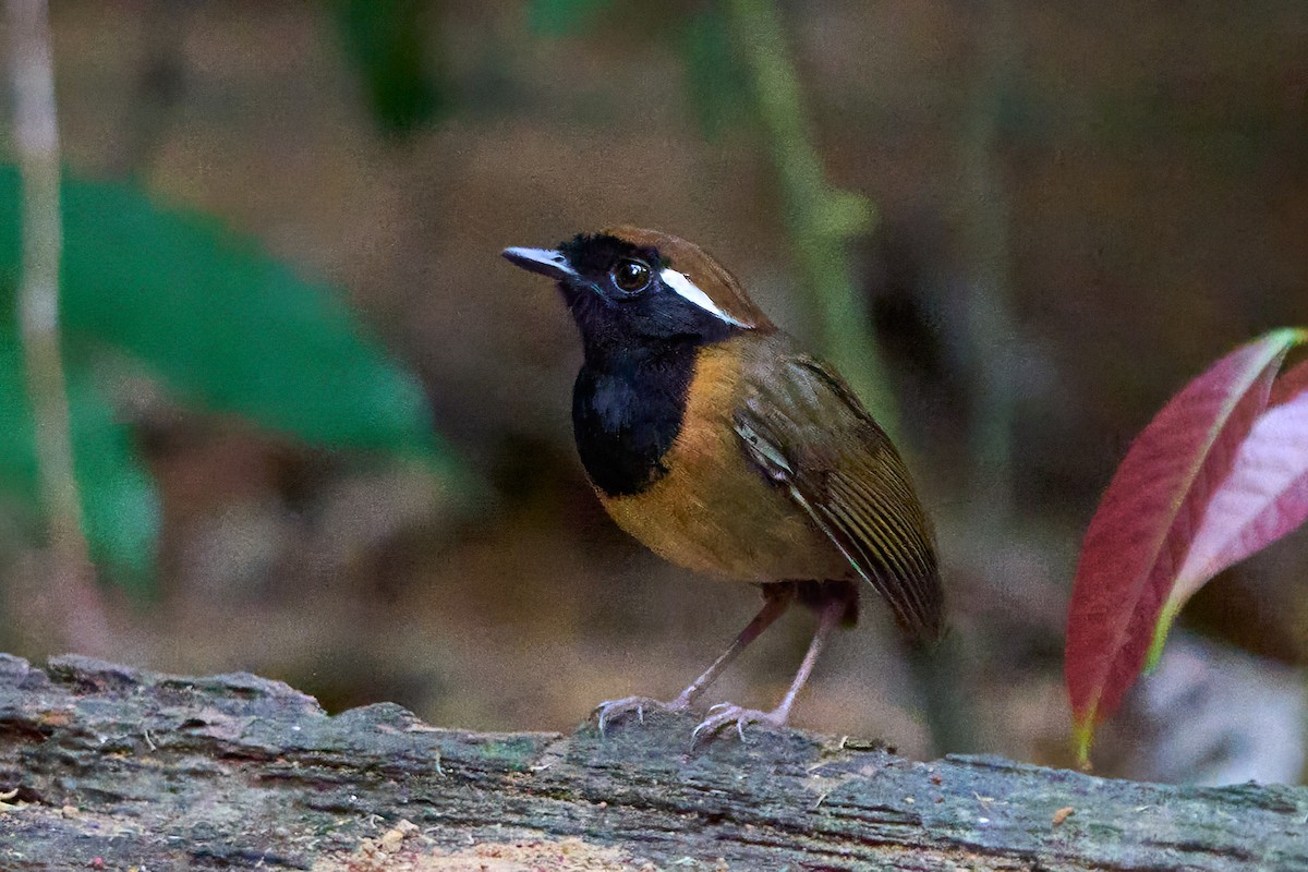 Black-breasted Gnateater - ML628846814