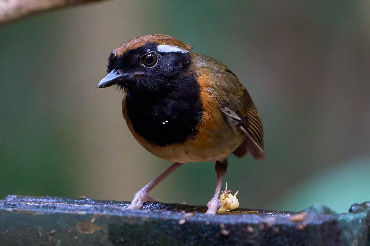 Black-breasted Gnateater - ML628846844