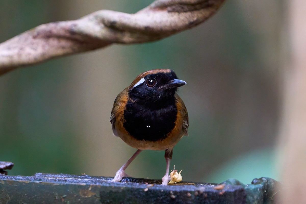 Black-breasted Gnateater - ML628846845