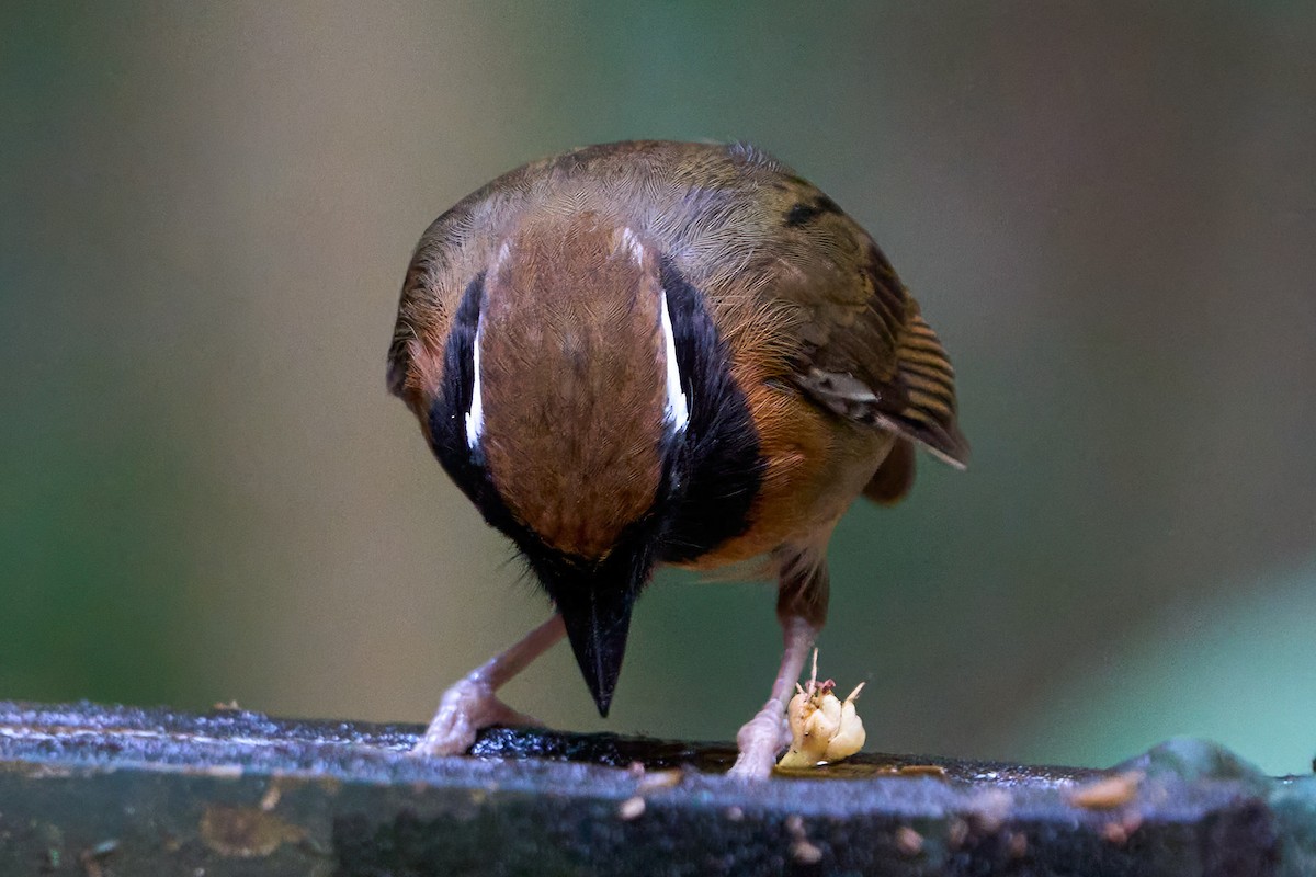 Black-breasted Gnateater - ML628846846