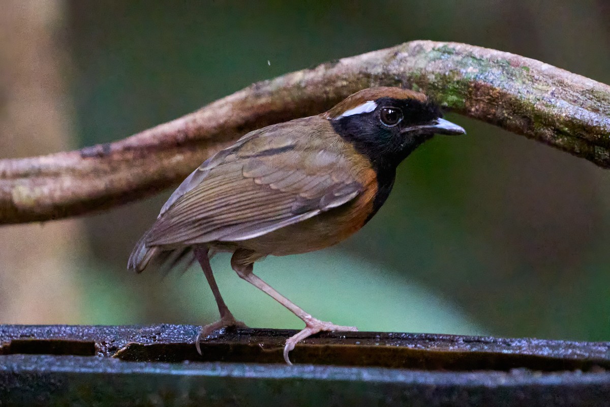 Black-breasted Gnateater - ML628846847