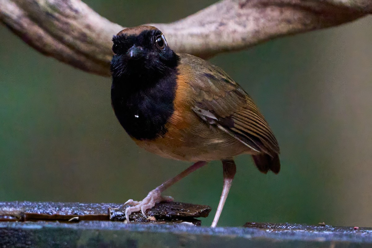 Black-breasted Gnateater - ML628846848