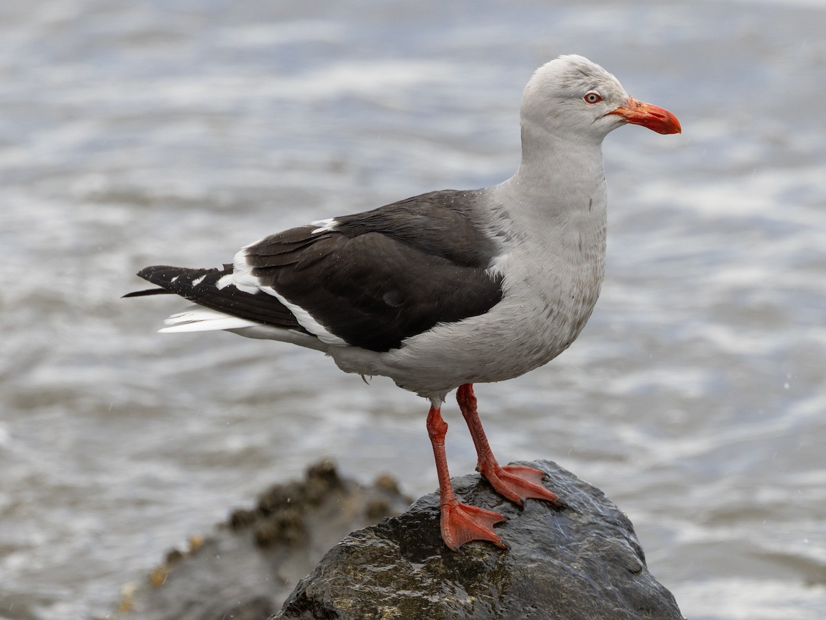 Dolphin Gull - ML628846867