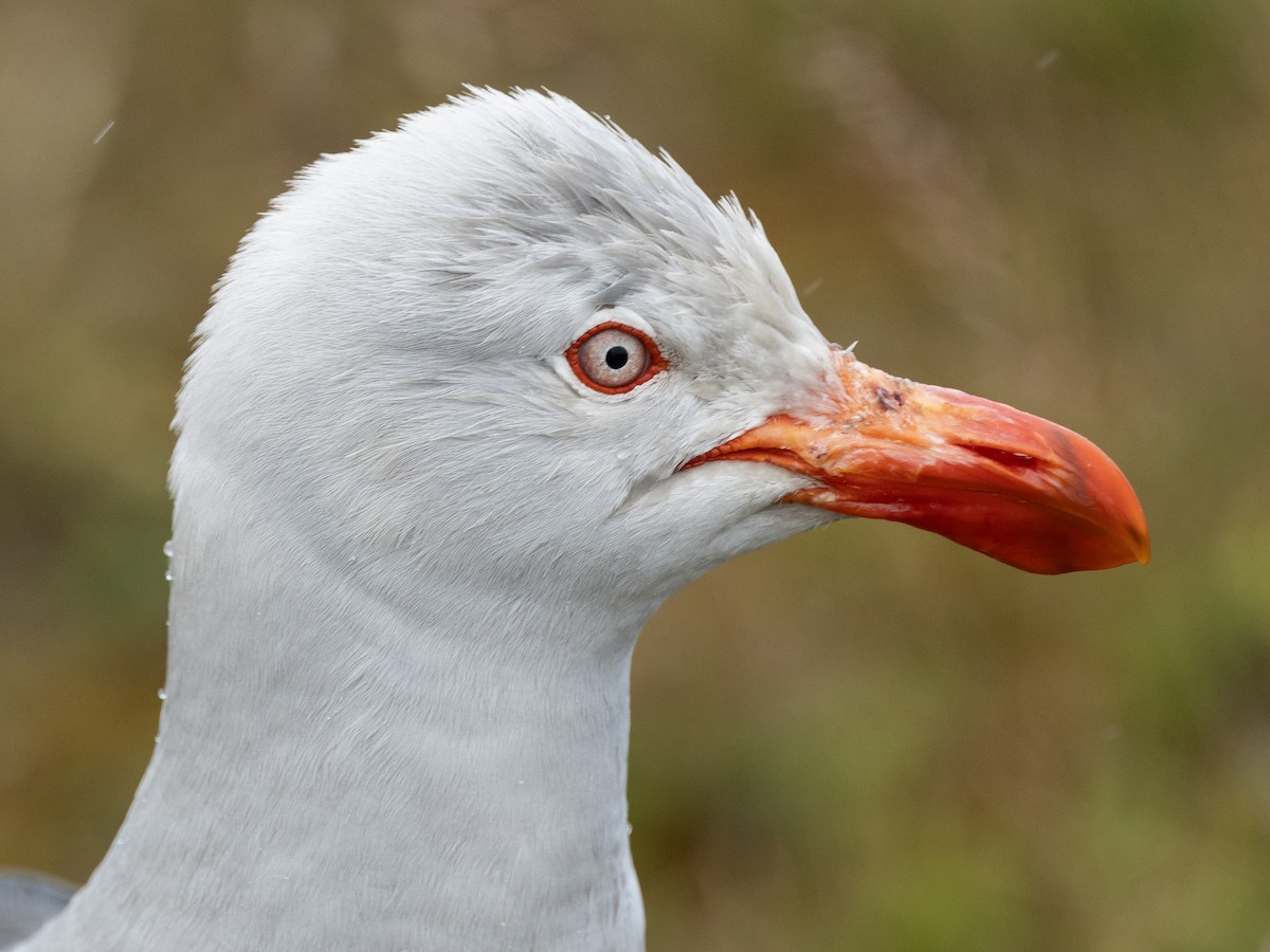 Dolphin Gull - ML628846868