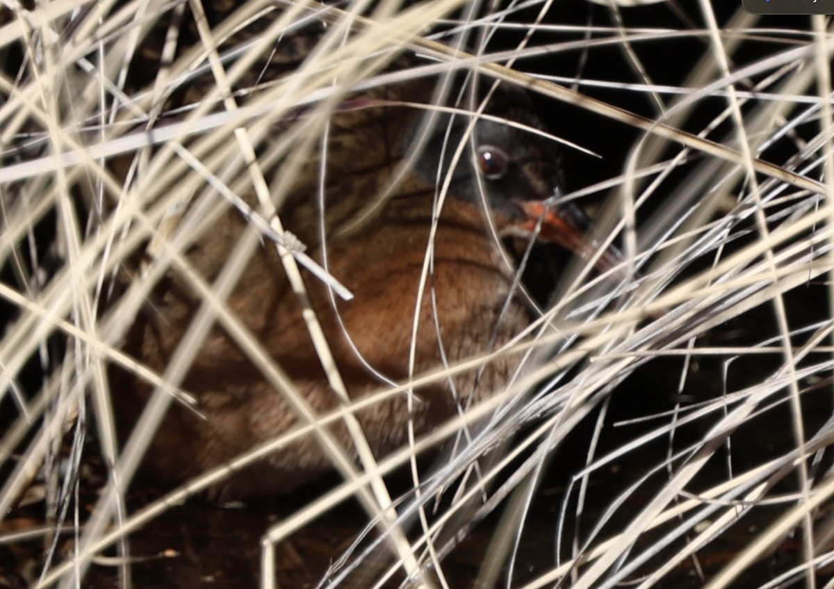 Virginia Rail - ML628847203