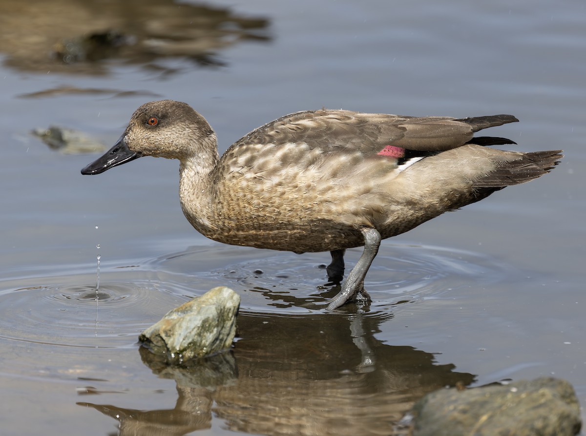 Crested Duck - ML628847347