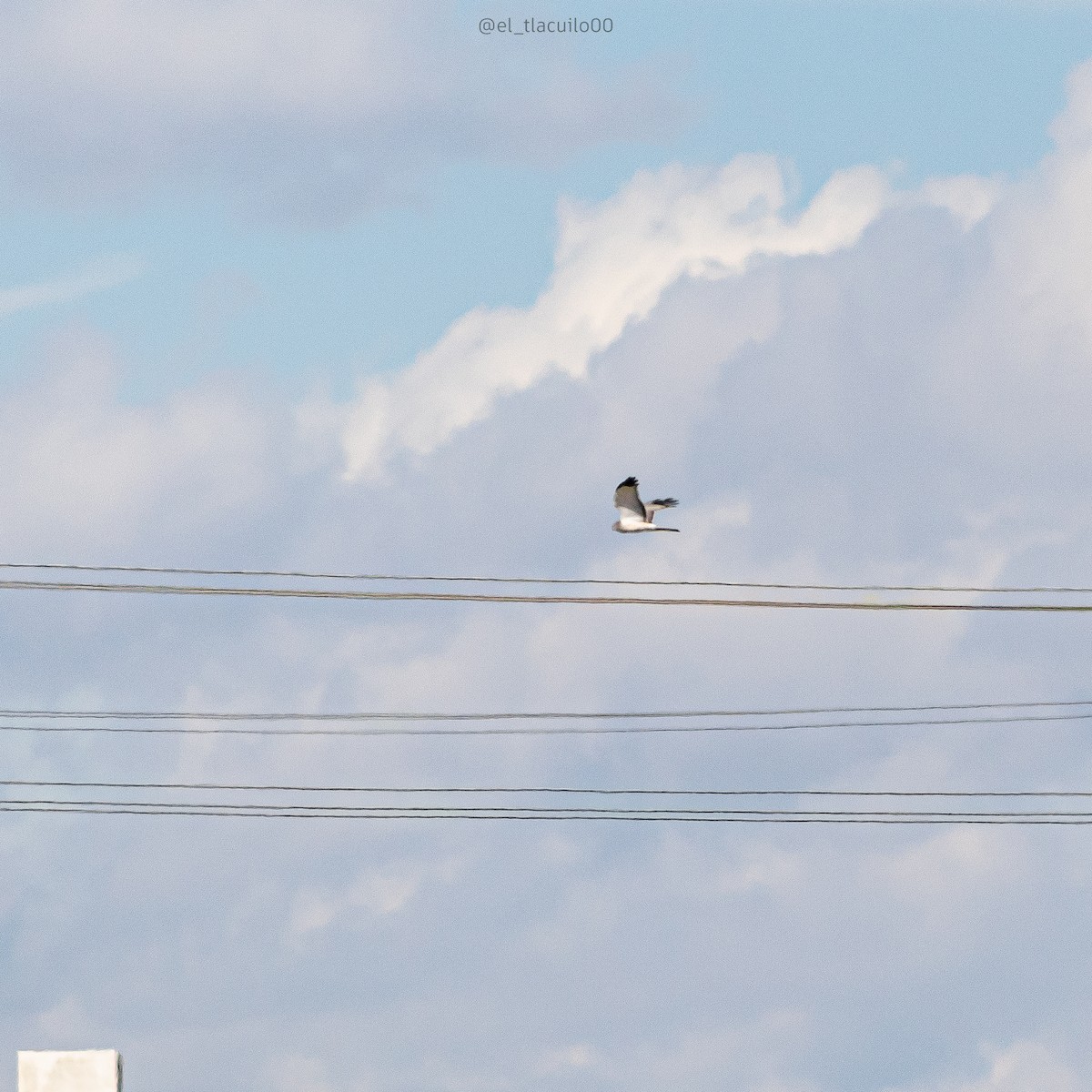 Northern Harrier - ML628847401