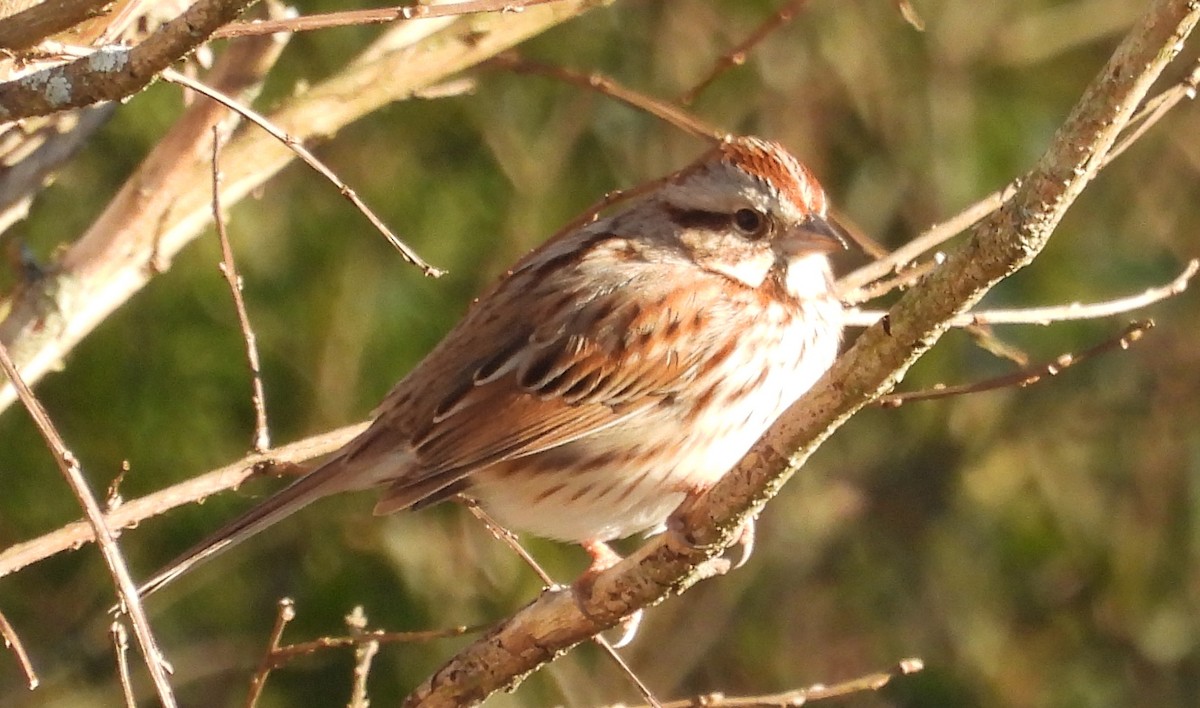 Song Sparrow - ML628847419