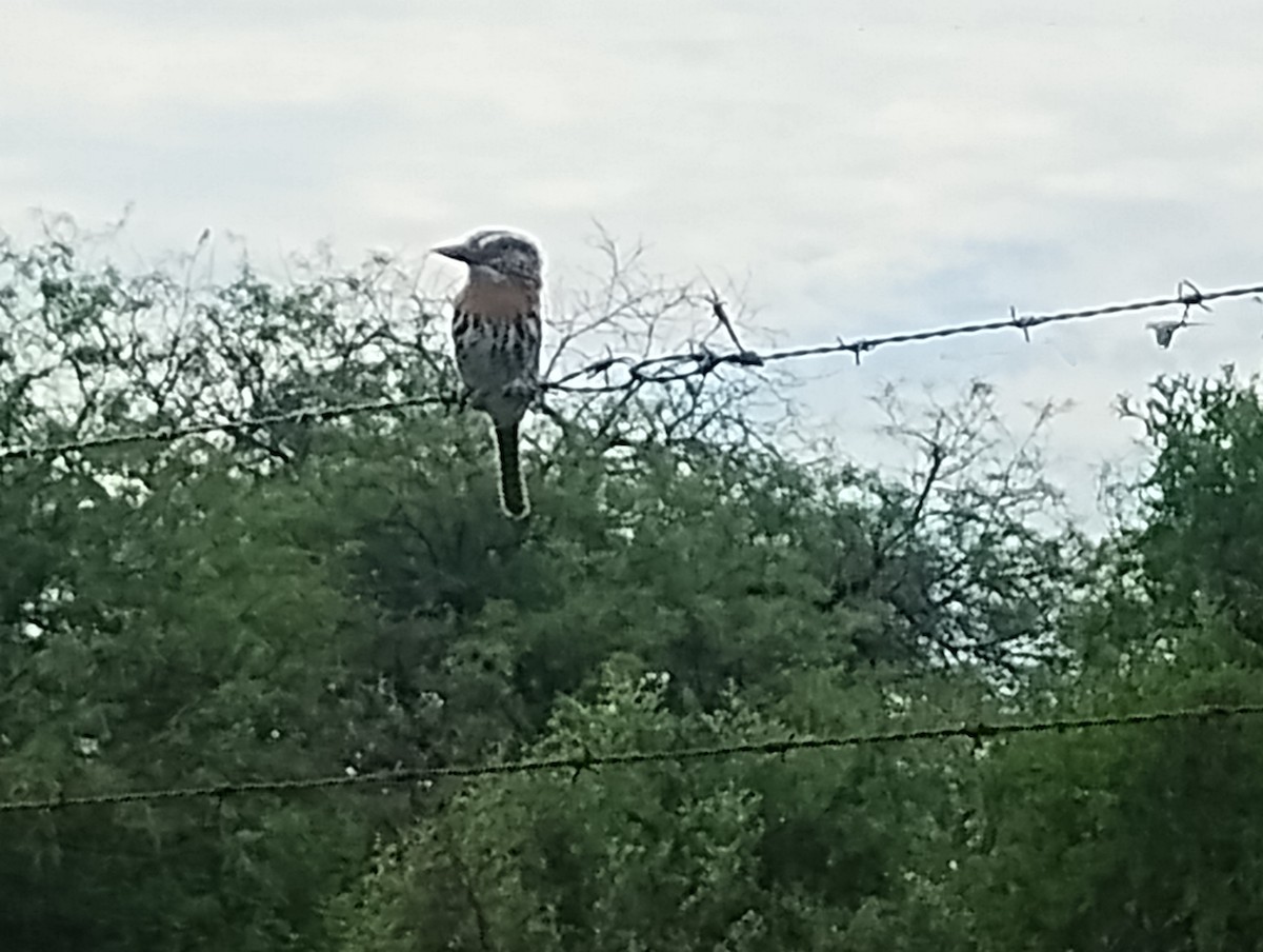 Kaatinga Pufkuşu - ML628847624