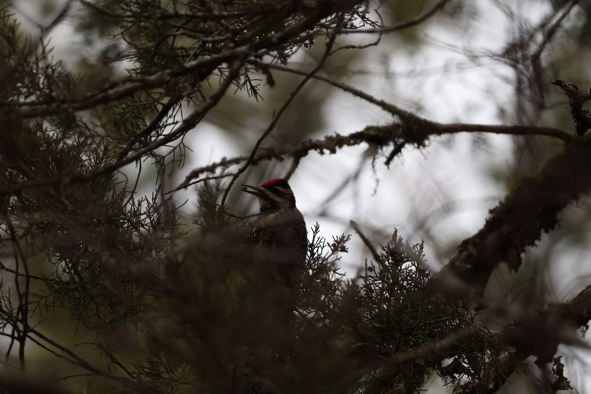 Hairy Woodpecker - ML628847768