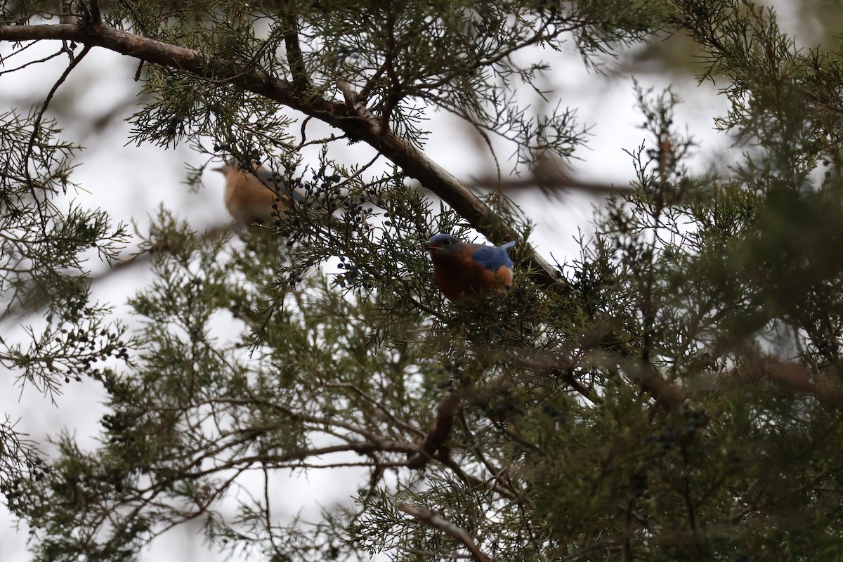 Eastern Bluebird - ML628847778