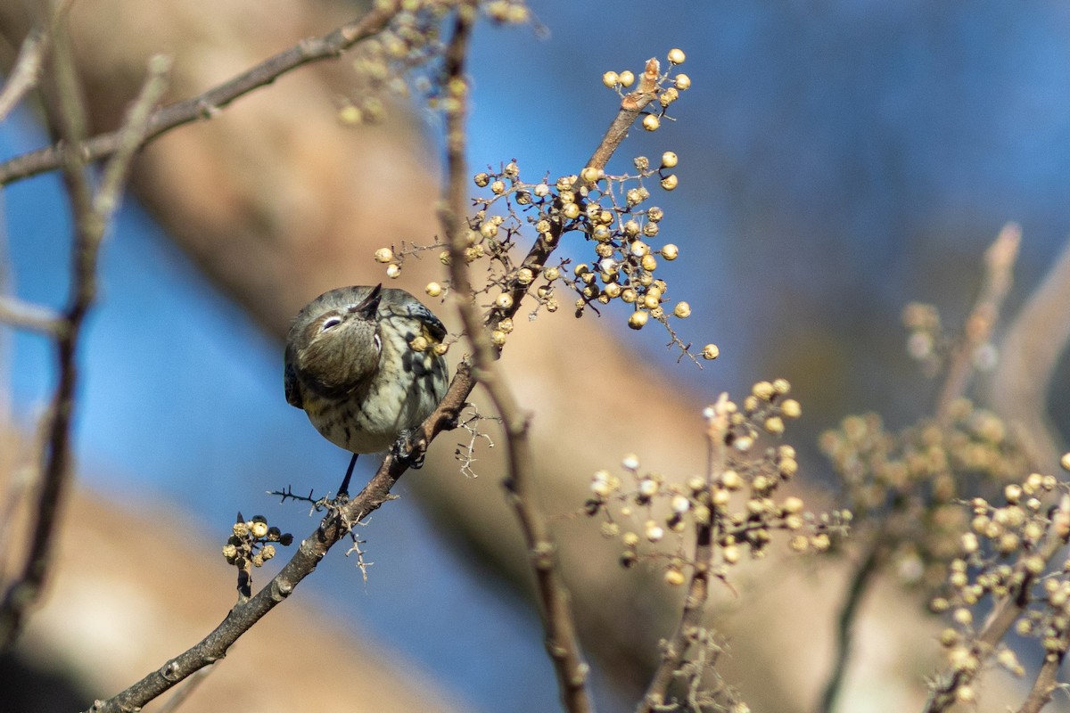 Yellow-rumped Warbler (Myrtle) - ML628847825
