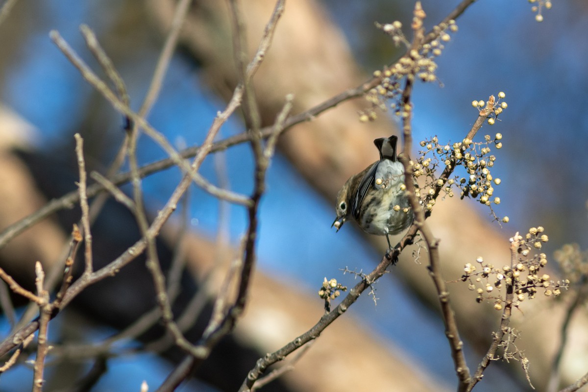 Yellow-rumped Warbler (Myrtle) - ML628847826