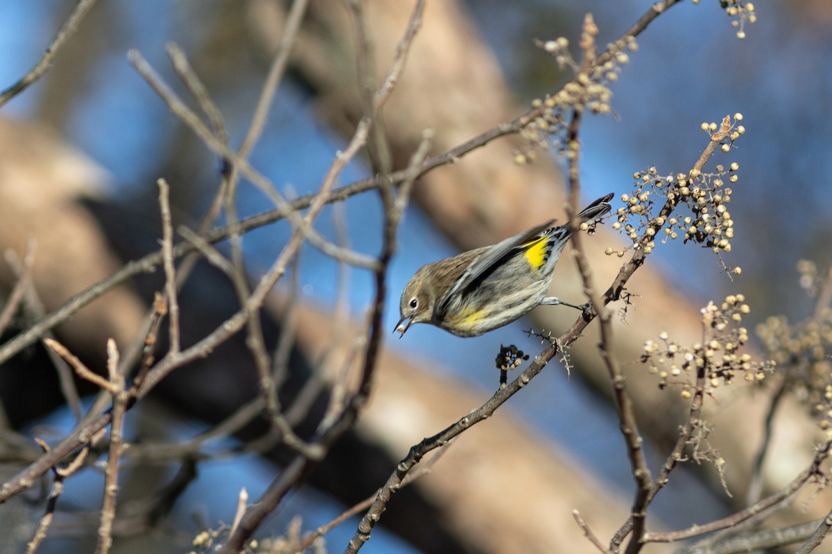 Yellow-rumped Warbler (Myrtle) - ML628847827