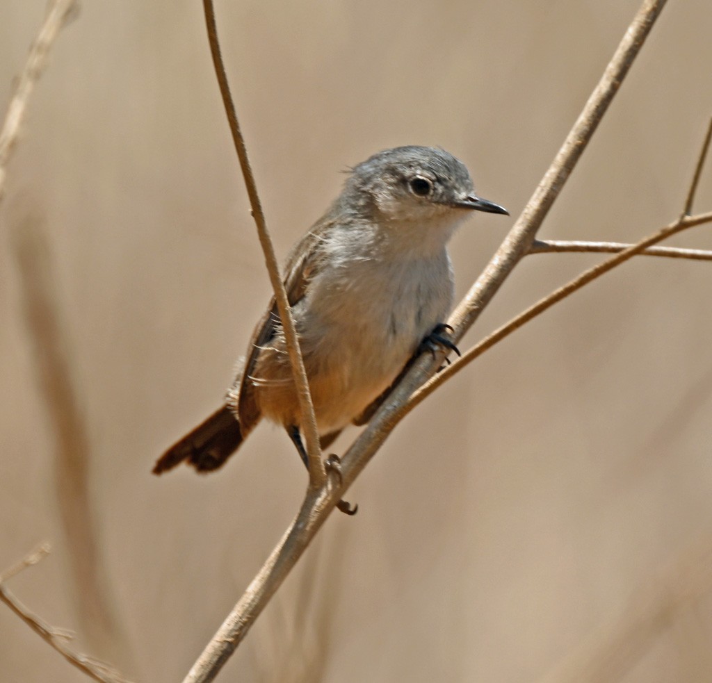 California Gnatcatcher - ML628847838