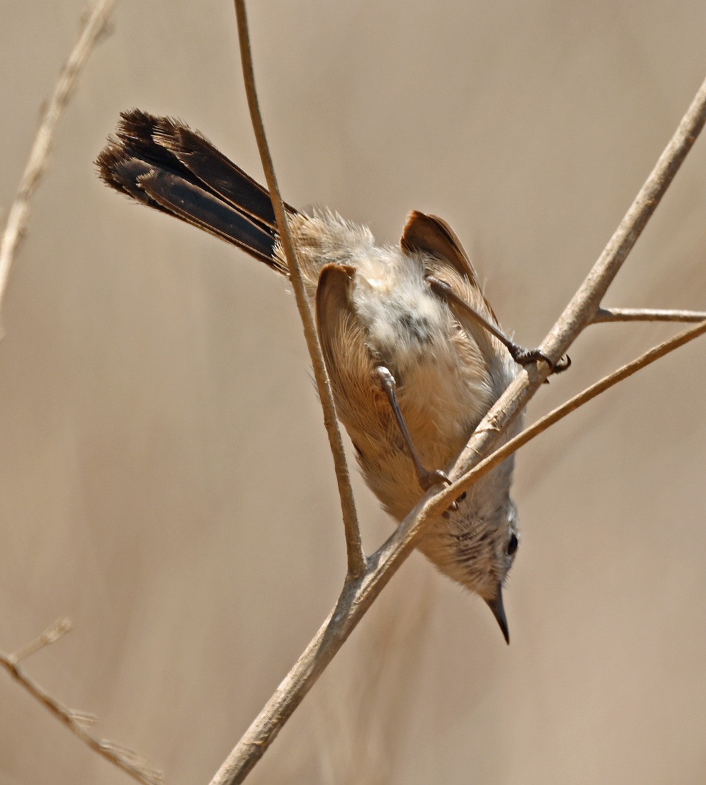 California Gnatcatcher - ML628847839