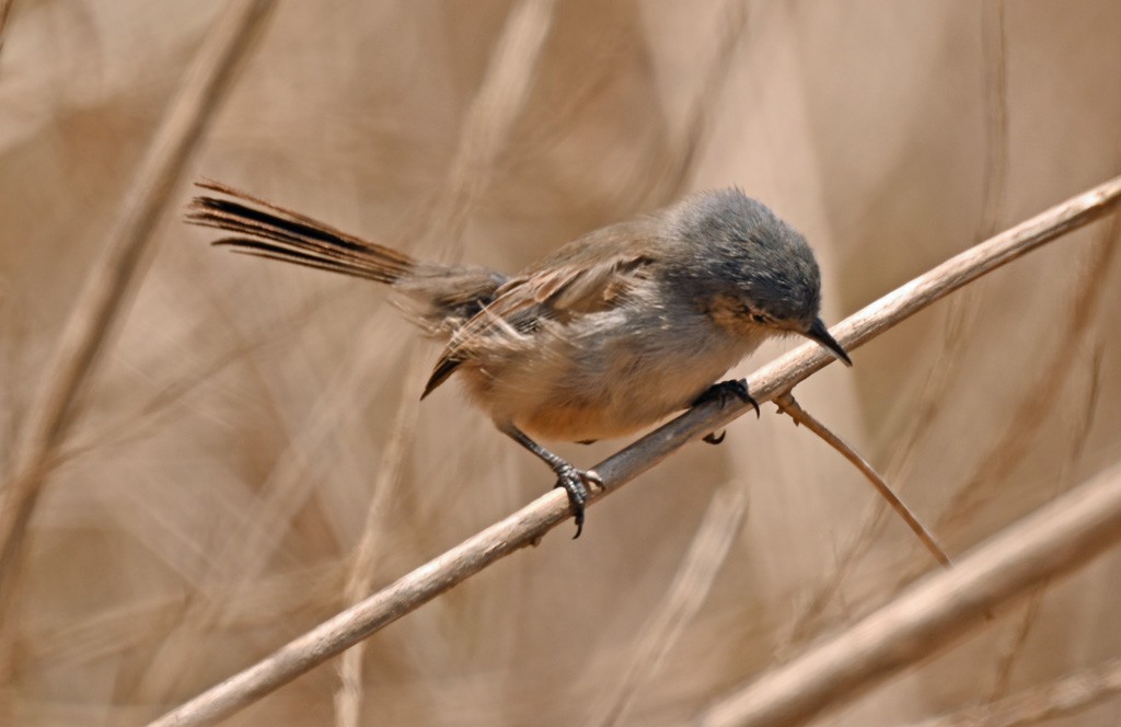 California Gnatcatcher - ML628847840