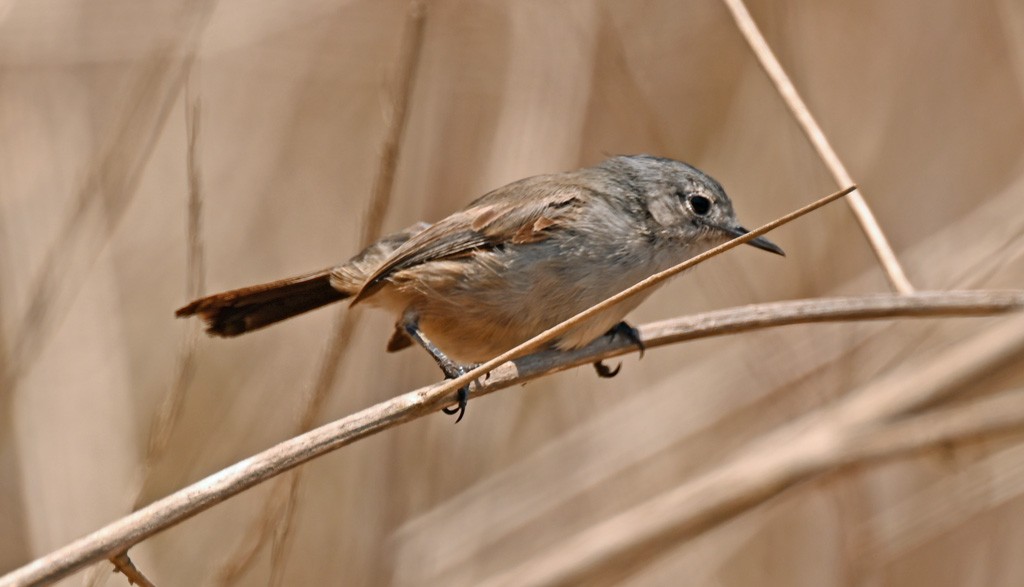 California Gnatcatcher - ML628847842