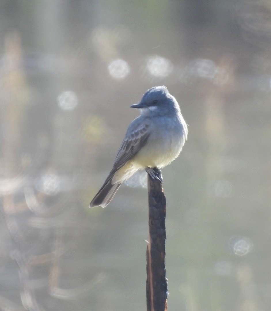 Cassin's Kingbird - ML628847938