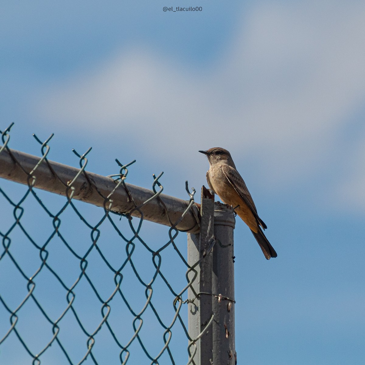 Say's Phoebe - ML628847995
