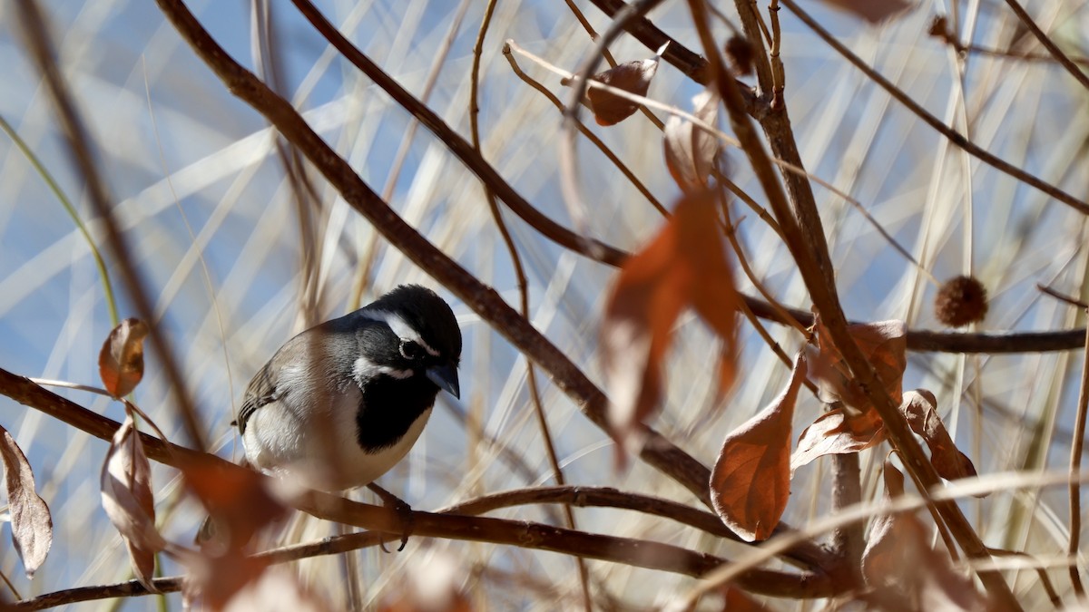 Black-throated Sparrow - ML628848086