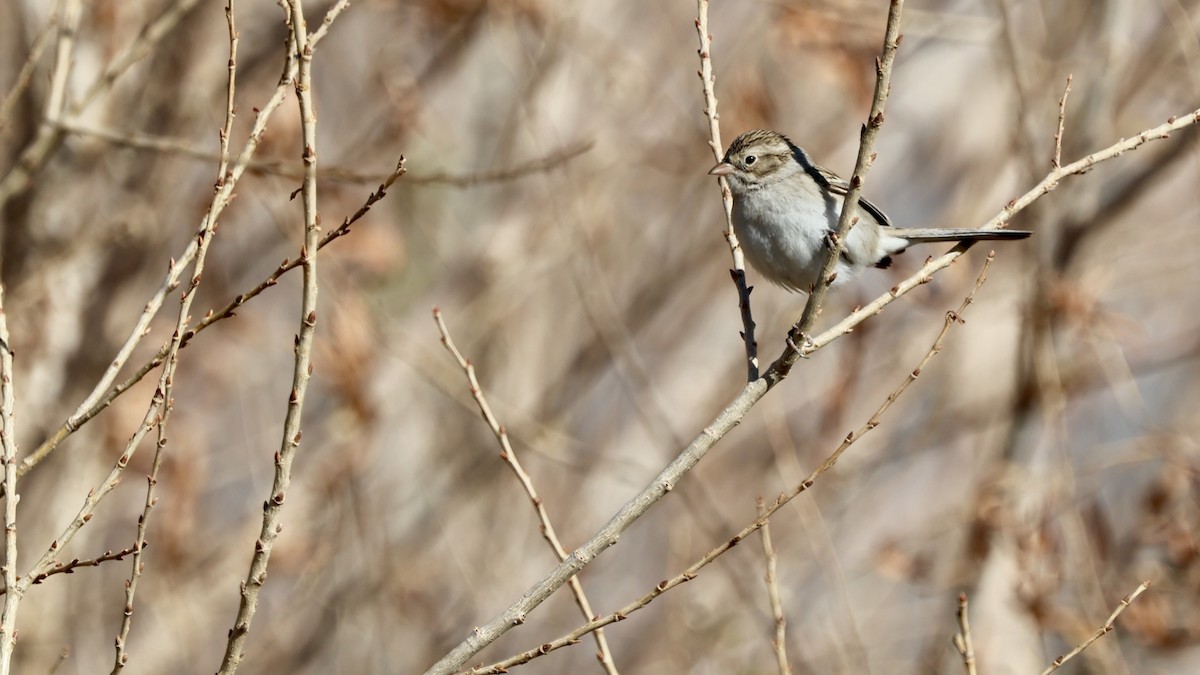 Brewer's Sparrow - ML628848090