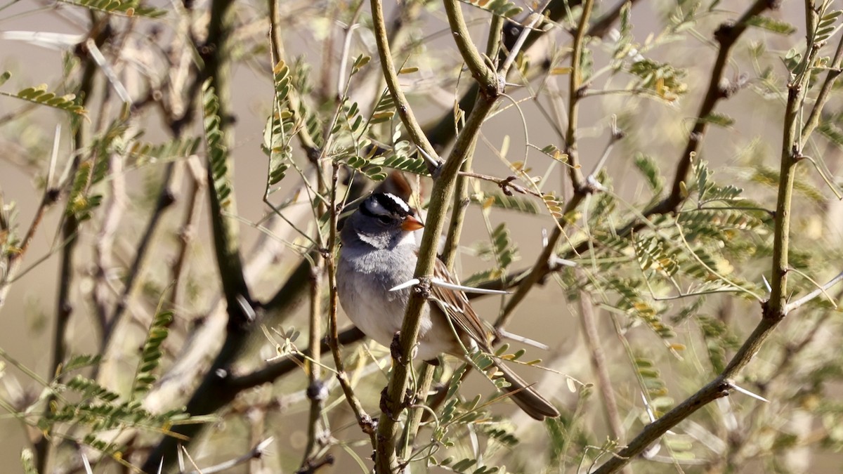 White-crowned Sparrow - ML628848136