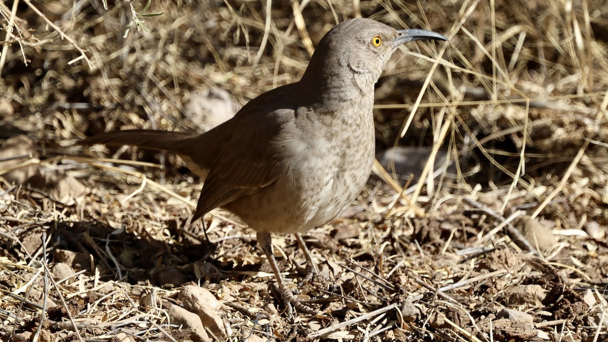 Curve-billed Thrasher - ML628848163