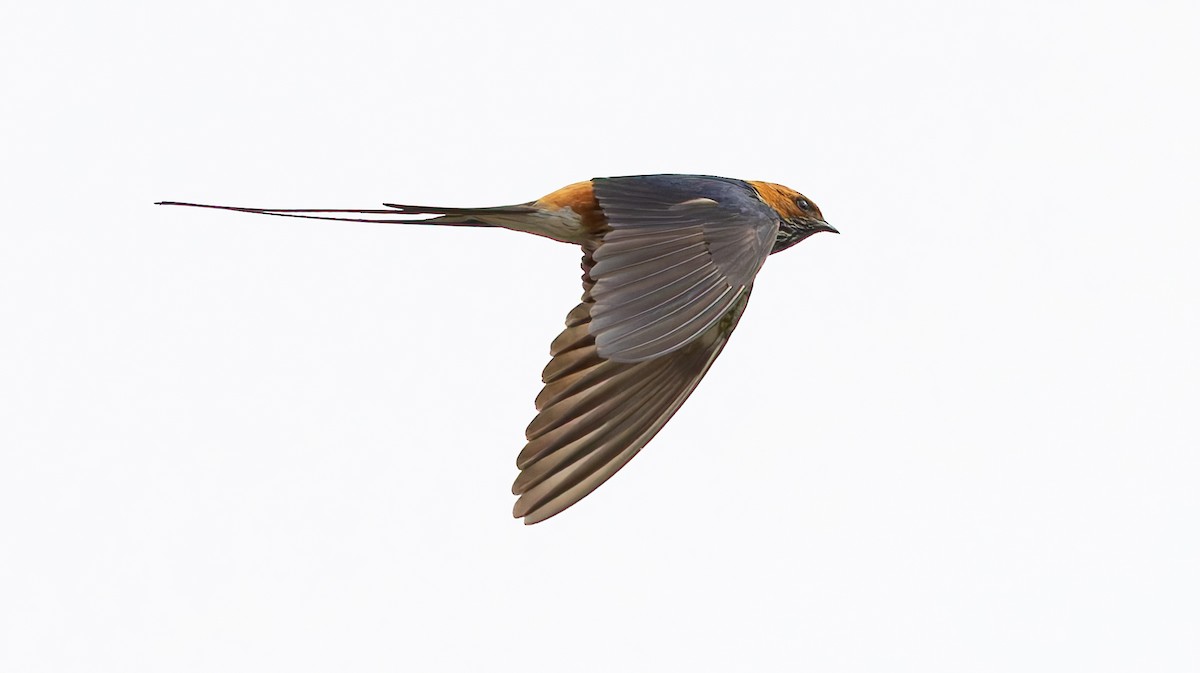 Lesser Striped Swallow - ML628848429