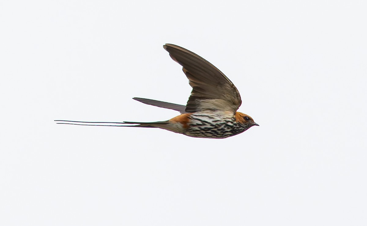 Lesser Striped Swallow - ML628848432