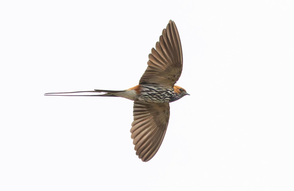 Lesser Striped Swallow - ML628848433