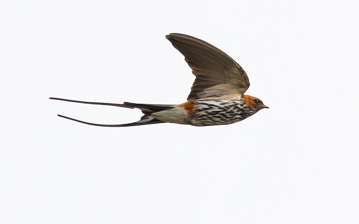 Lesser Striped Swallow - ML628848557