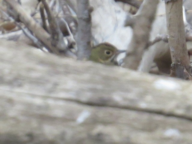 Ovenbird - ML628848843