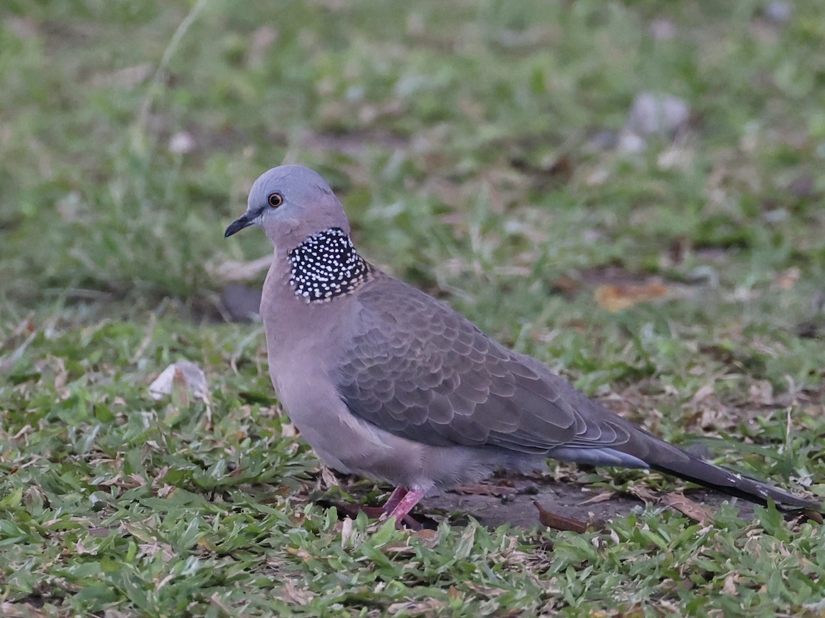 Spotted Dove - ML628849254