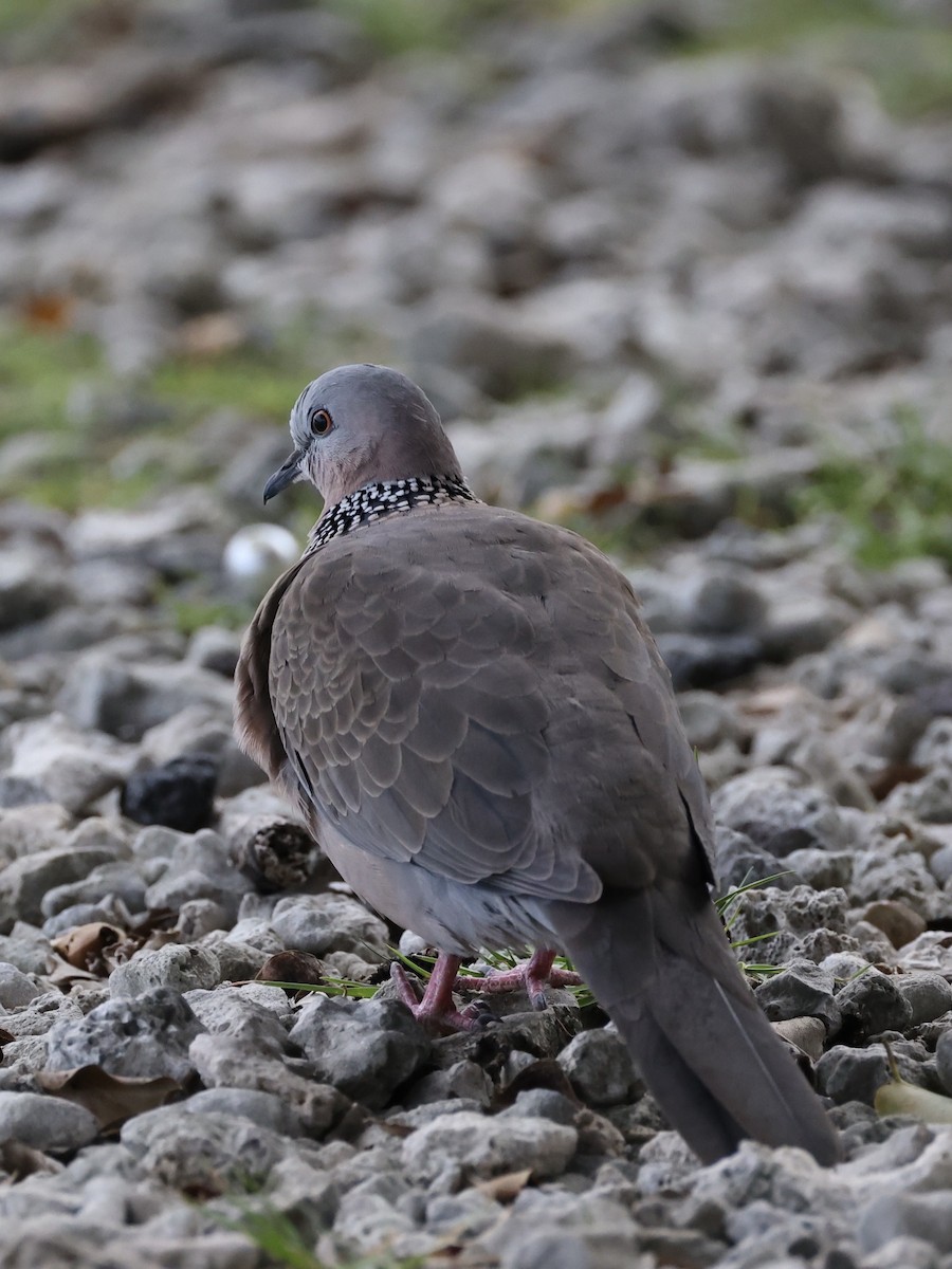 Spotted Dove - ML628849255