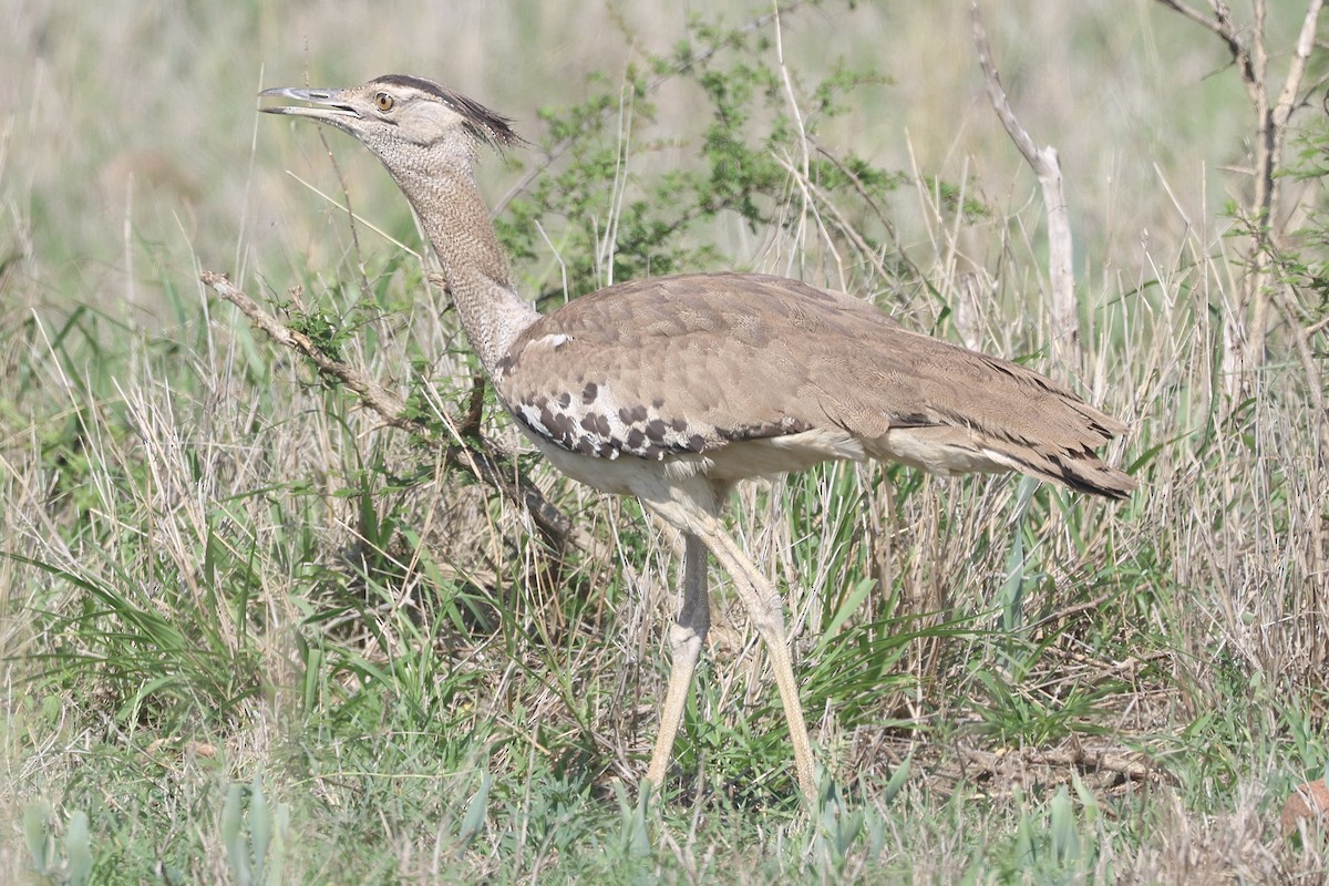 Kori Bustard - ML628849328