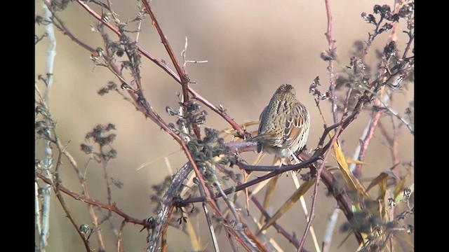 ヒメウタスズメ - ML628849380