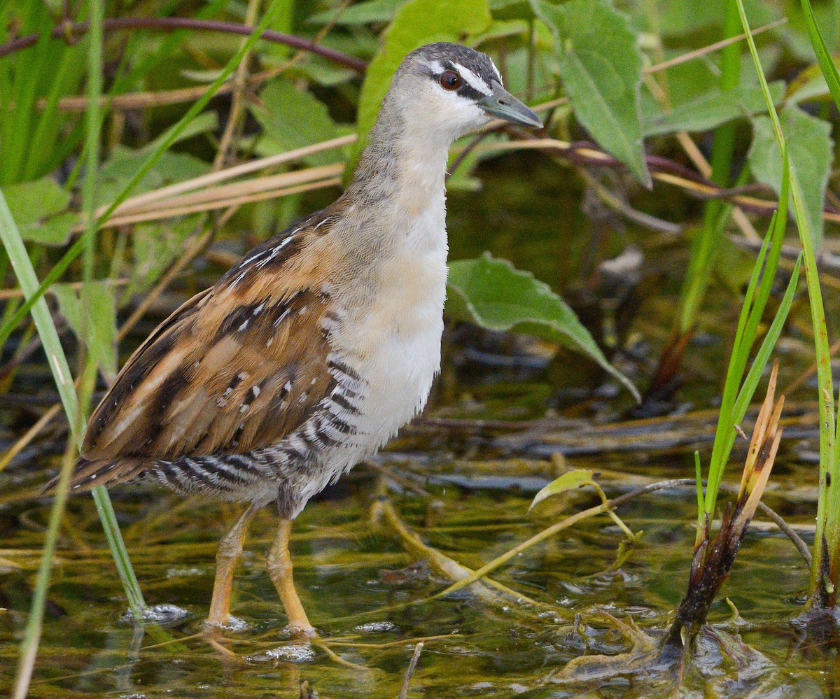 Yellow-breasted Crake - ML628849443