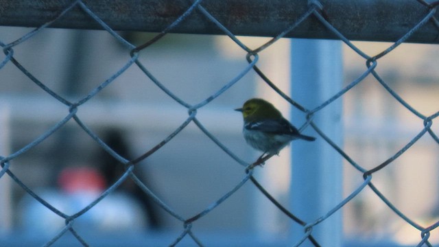 Black-throated Green Warbler - ML628849539