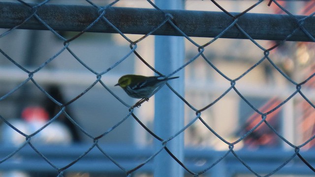 Black-throated Green Warbler - ML628849541