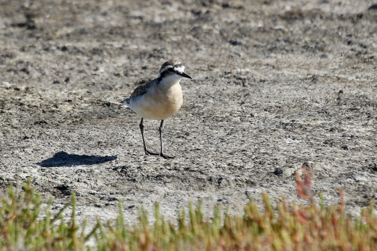 Kittlitz's Plover - ML628849567