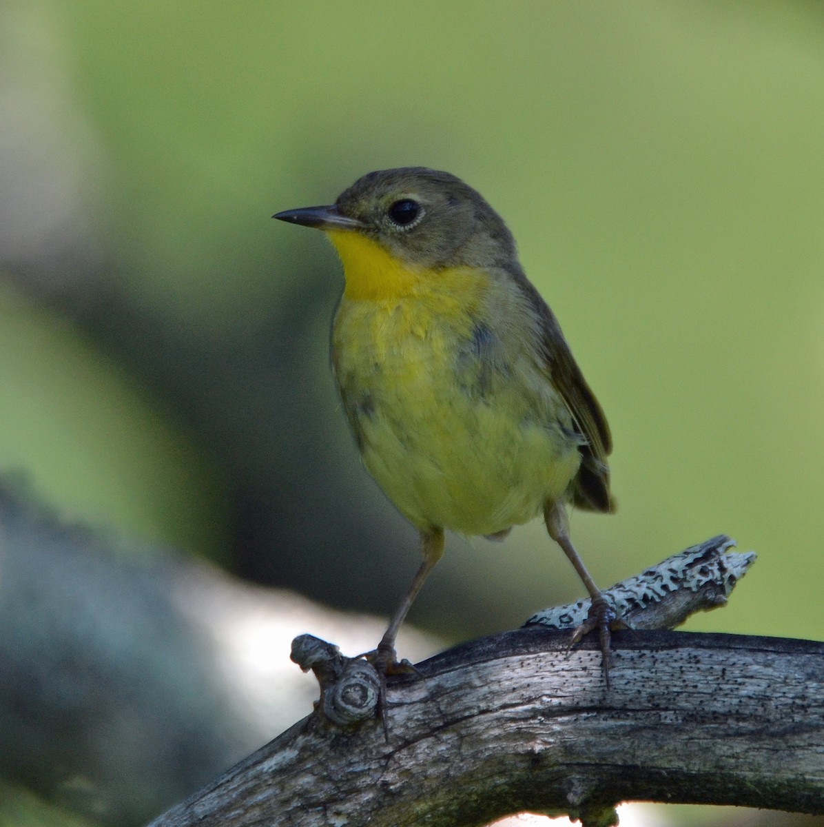 Common Yellowthroat - ML62884961