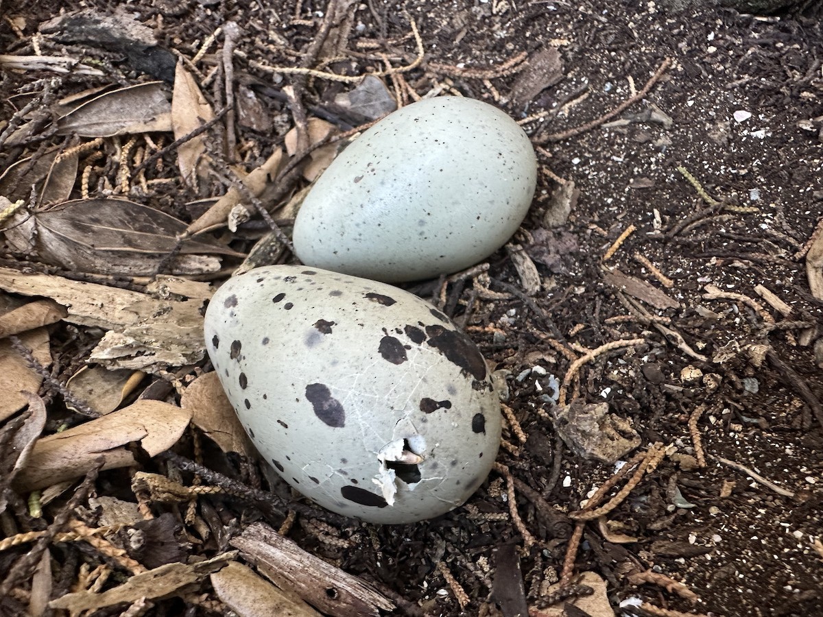 Variable Oystercatcher - ML628849861
