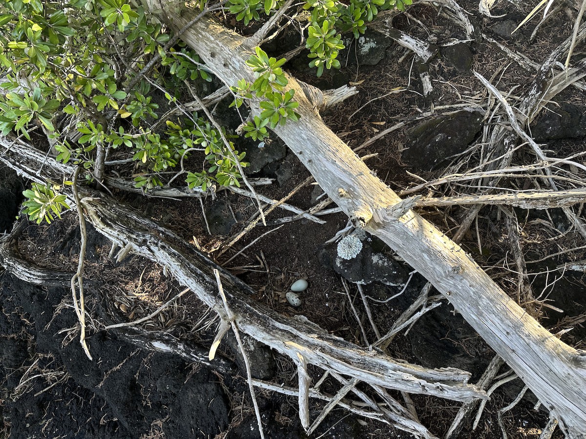 Variable Oystercatcher - ML628849862