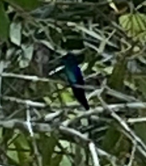 Crowned Woodnymph - ML628849893