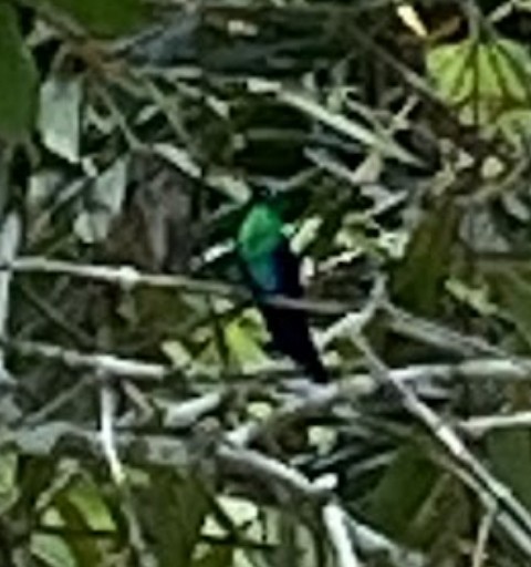 Crowned Woodnymph - ML628849894