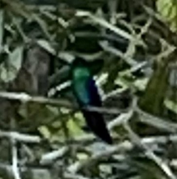 Crowned Woodnymph - ML628849905